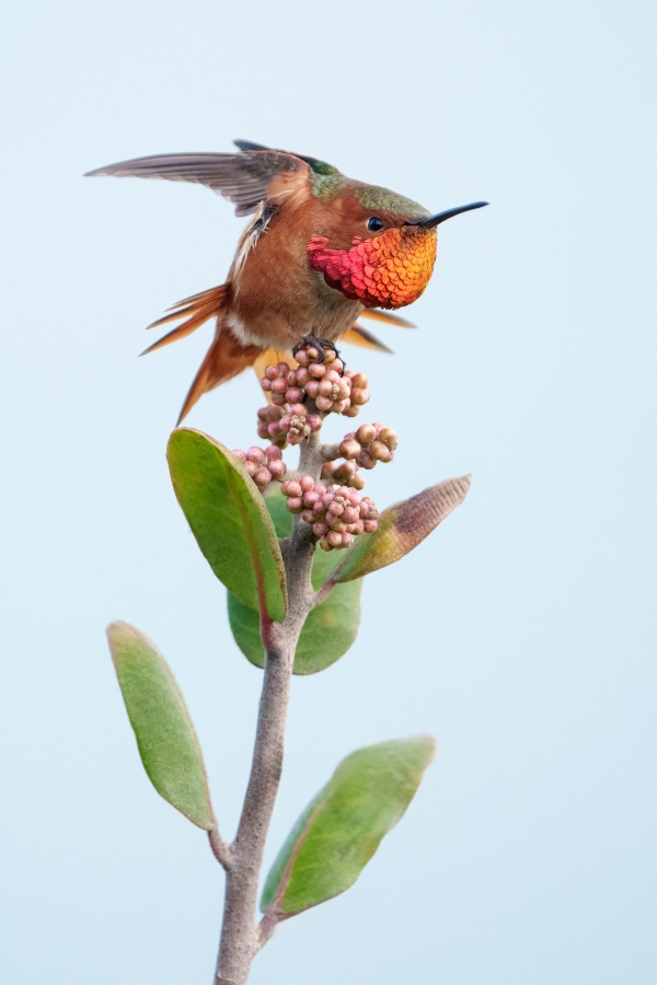 Allens-Hummingbird-3200-male-displaying-BOB-EASTMAN.-_DSC8820-San-Diego-California