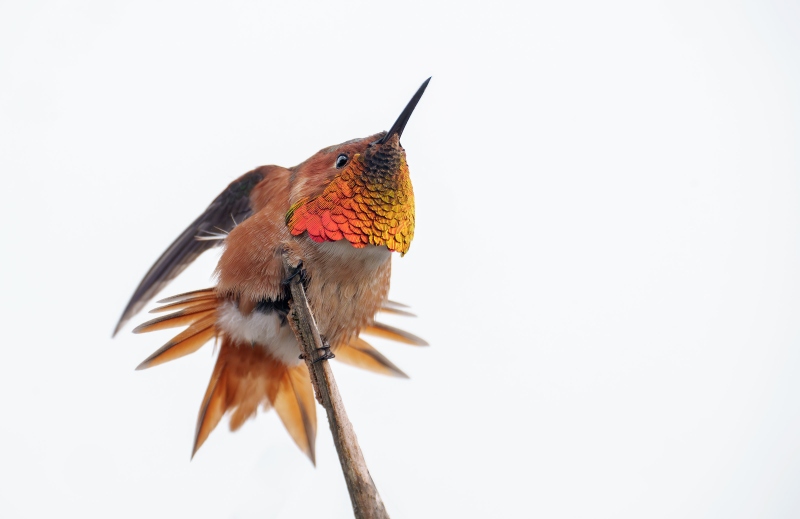 Allens-Hummingbird-3200-male-displaying-_DSC8703-La-Jolla-CA-Enhanced-NR