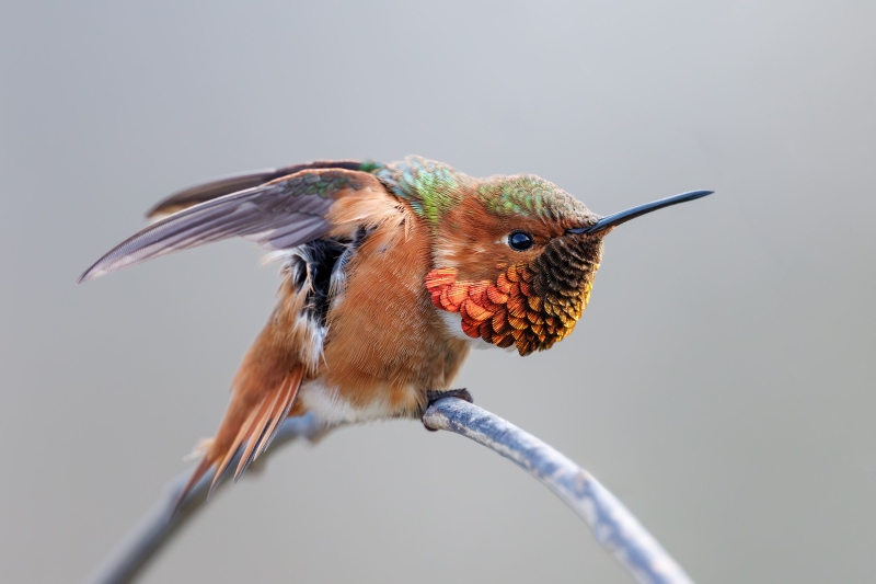 Allens-Hummingbird-3200-male-wings-raised-display-VASILI-_L8A8248-Enhanced-NR