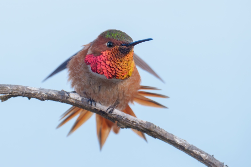 Allens-Hummingbird-3200-stretching-wings-_DSC1267-La-Jolla-CA-Enhanced-NR