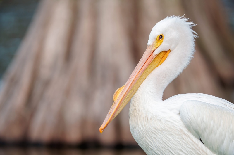 American-White-Pelican-3200-cypress-tree-background-_DSC8075-Lakeland-FL-Enhanced-NR