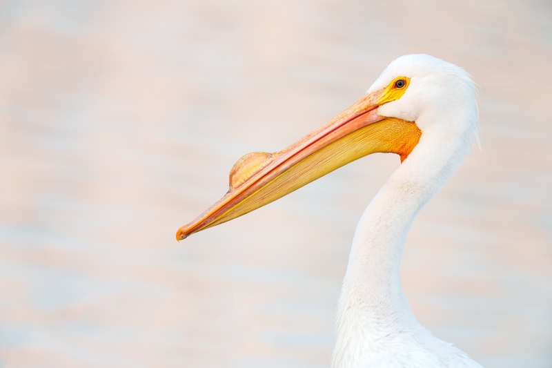 American-White-Pelican-3200-head-and-neck-portrait-soft-light-_DSC5246-Lakeland-FL-Enhanced-NR