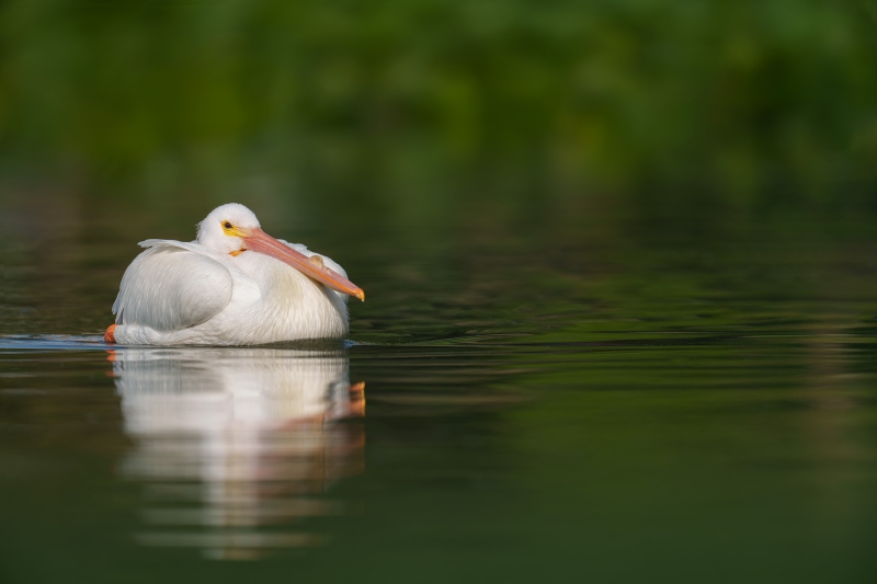 American-White-Pelican-3200-low-perspective-in-green-reflections-_DSC8395-Lakeland-FL-Enhanced-NR