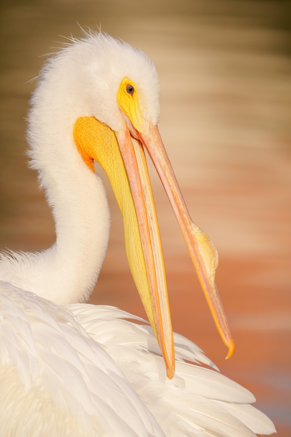 American-White-Pelican-3200-preening-_DSC6433-Lakeland-FL-Enhanced-NR