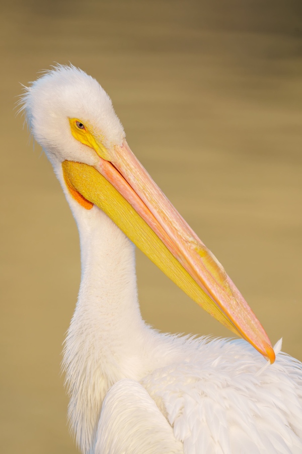 American-White-Pelican-3200-preening-individual-feather-_DSC6247-Lakeland-FL-Enhanced-NR