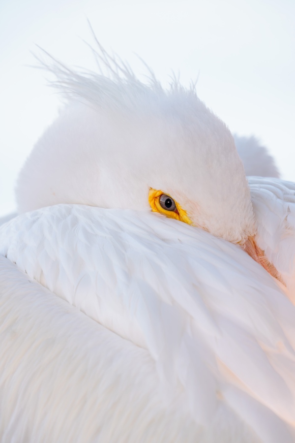 American-White-Pelican-3200-resting-tight-face-shot-_DSC1665-Lakeland-FL-Enhanced-NR