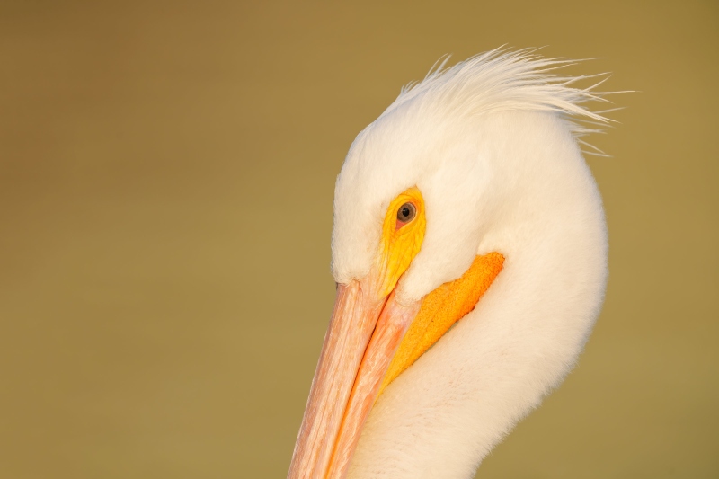 American-White-Pelican-3200-tight-face-shot-_DSC5980-Lakeland-FL-Enhanced-NR