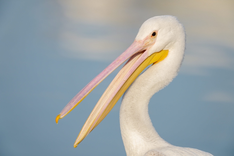 American-White-Pelican-3200-year-old-with-bill-open-_DSC7236-Lakeland-FL