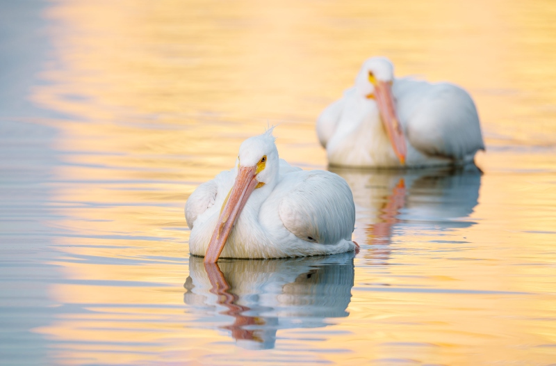 American-White-Pelicans-3200-floating-in-early-morning-light-_DSC5327-Lakeland-FL-Enhanced-NR