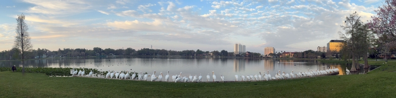 American-White-Pelicans-3200-on-bulkhead-iPhone-pano