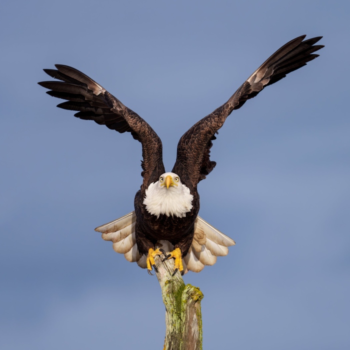 Bald-Eagle-2400-about-to-take-flight-_DSC3890-Homer-AK-Enhanced-NR