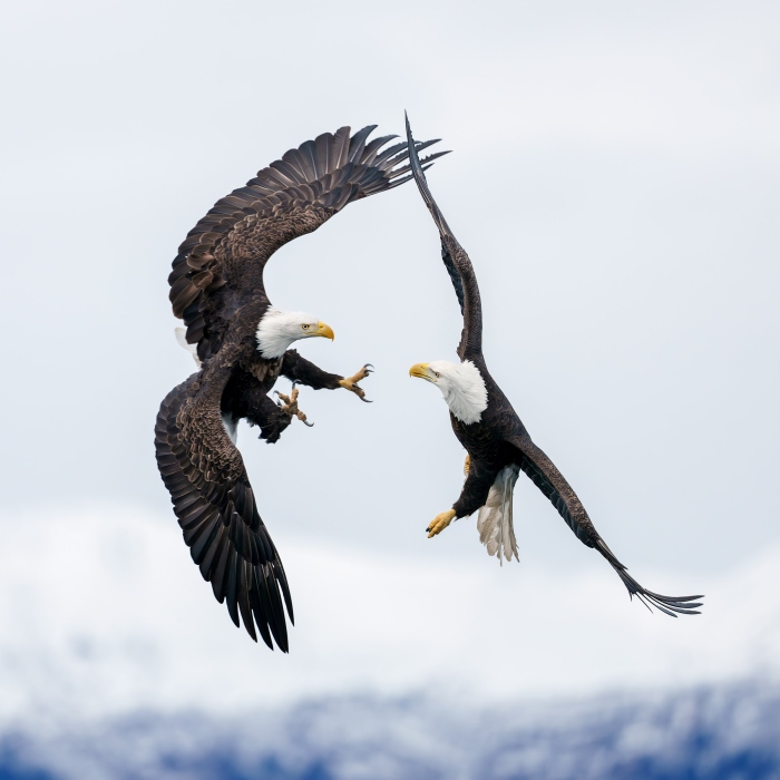 Bald-Eagle-2400-near-midair-collision-_DSC1558-Homer-AK-Enhanced-NR