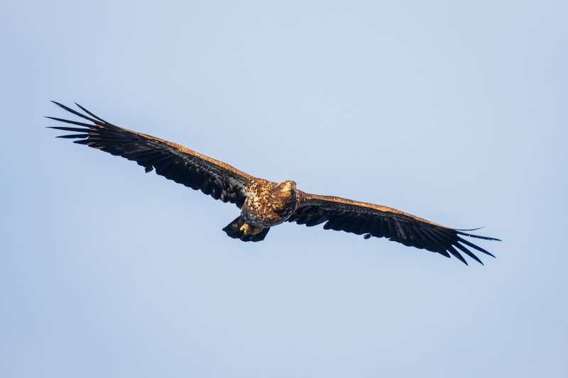 Bald-Eagle-3200-1-year-old-in-gliding-flight-_DSC0316-Indian-Lake-Estates-FL-Enhanced-NR