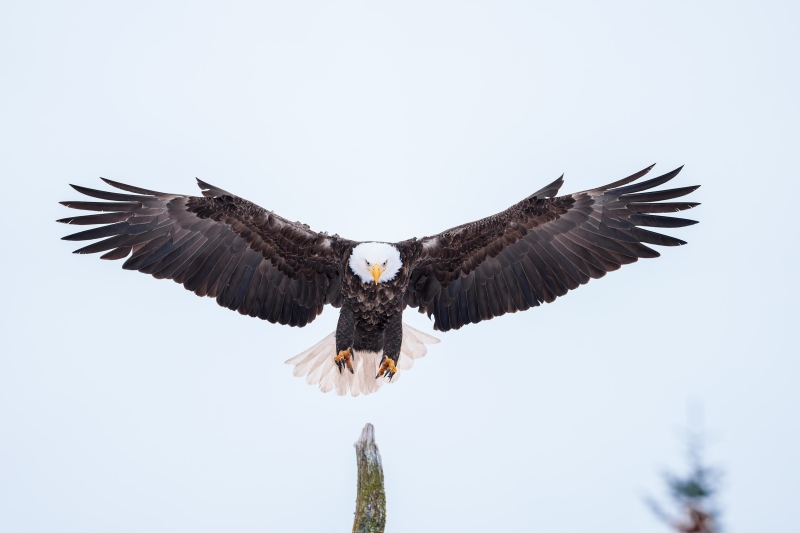 Bald-Eagle-3200-adult-braking-to-land-_DSC5335-Homer-AK-Enhanced-NR