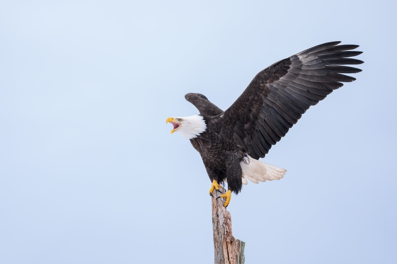 Bald-Eagle-3200-adult-calling-_DSC4961-Homer-AK-Enhanced-NR