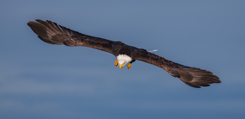 Bald-Eagle-3200-adult-incoming-flight-_DSC5251-Homer-AK-Enhanced-NR