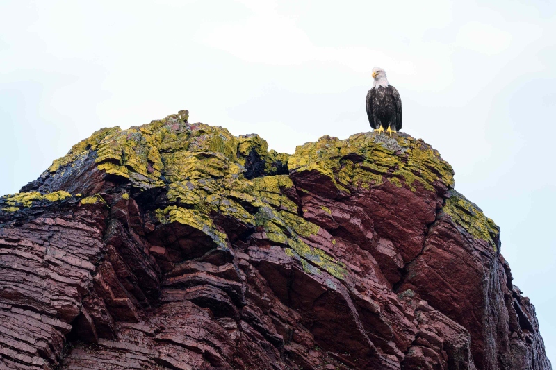 Bald-Eagle-3200-adult-on-colorful-rock-_DSC0864-Homer-AK-Enhanced-NR