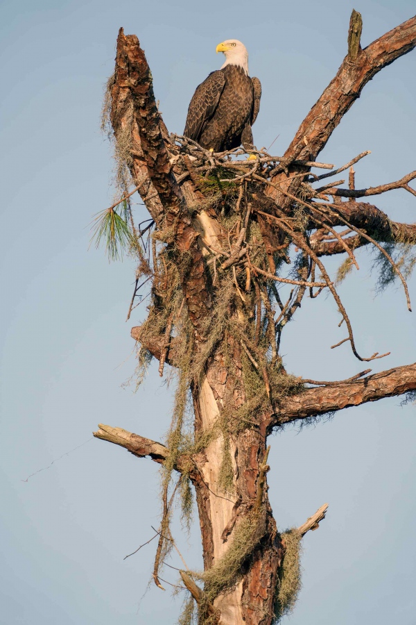 Bald-Eagle-3200-building-replacement-nest-_DSC5873-Indian-Lake-Estates-FL-33855-Enhanced-NR