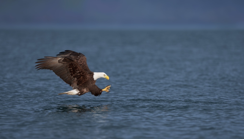 Bald-Eagle-3200-diving-for-fish-_DSC4911-Homer-AK-Enhanced-NR