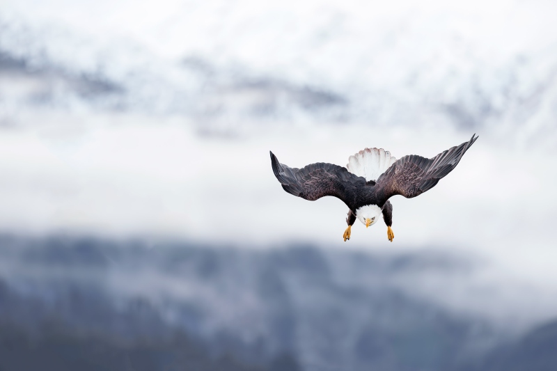 Bald-Eagle-3200-dropping-down-in-fog-bank-_DSC2103-Homer-AK-Enhanced-NR