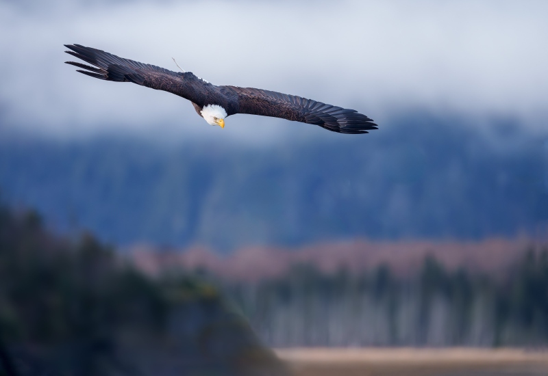 Bald-Eagle-3200-earthquake-drowned-tree-fog-scenic-_DSC2950-Homer-AK-Enhanced-NR