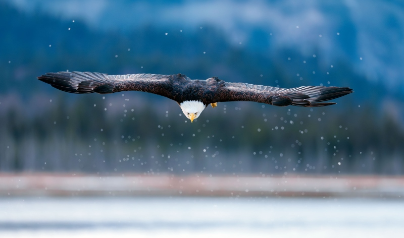 Bald-Eagle-3200-flat-flight-_DSC2174-Homer-AK-Enhanced-NR