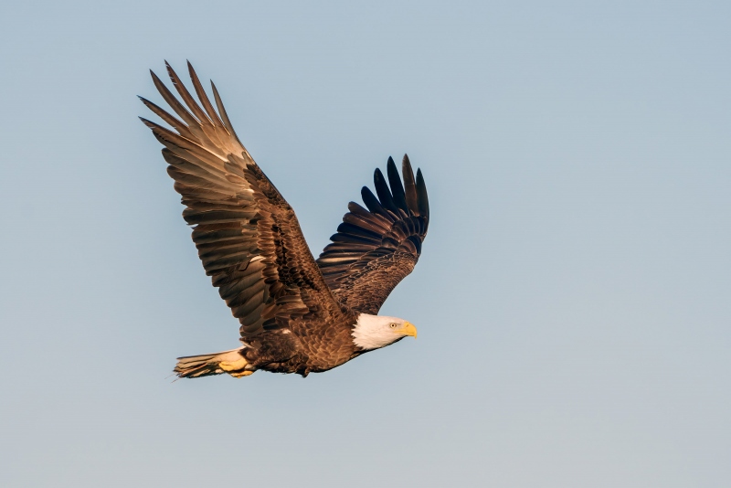 Bald-Eagle-3200-flight-upstroke-Bob-Eastman-_DSC3214-Indian-Lake-Estates-Enhanced-NR