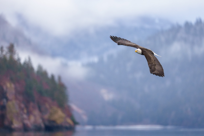 Bald-Eagle-3200-flying-over-foggy-headland-_DSC1254-Homer-AK-Enhanced-NR