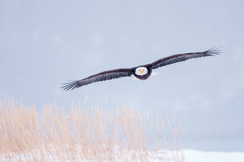 Bald-Eagle-3200-gliding-above-grasses-in-light-snow-_DSC1331-Homer-AK-Enhanced-NR