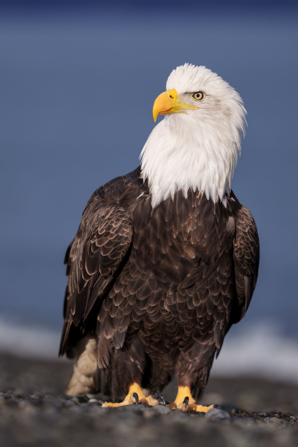 Bald-Eagle-3200-ground-level-vertical-_DSC6257-Homer-AK