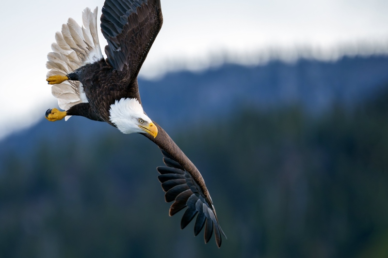 Bald-Eagle-3200-in-flight-TIGHT-TURN-_DSC3167-Homer-AK-Enhanced-NR