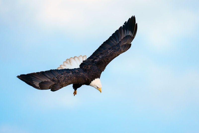 Bald-Eagle-3200-in-flight-dorsal-view-_DSC1520-Homer-AK-Enhanced-NR