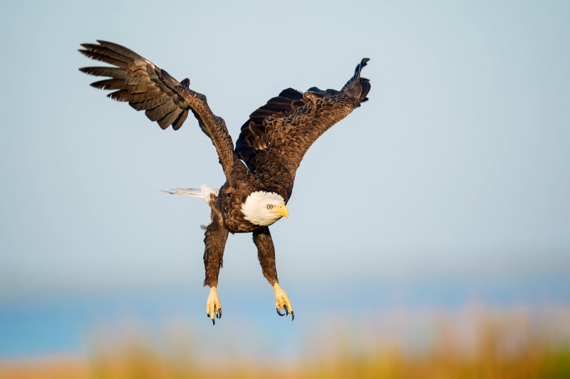 Bald-Eagle-3200-incoming-adult-_A932684-Indian-Lake-Estates-FL-Enhanced-NR