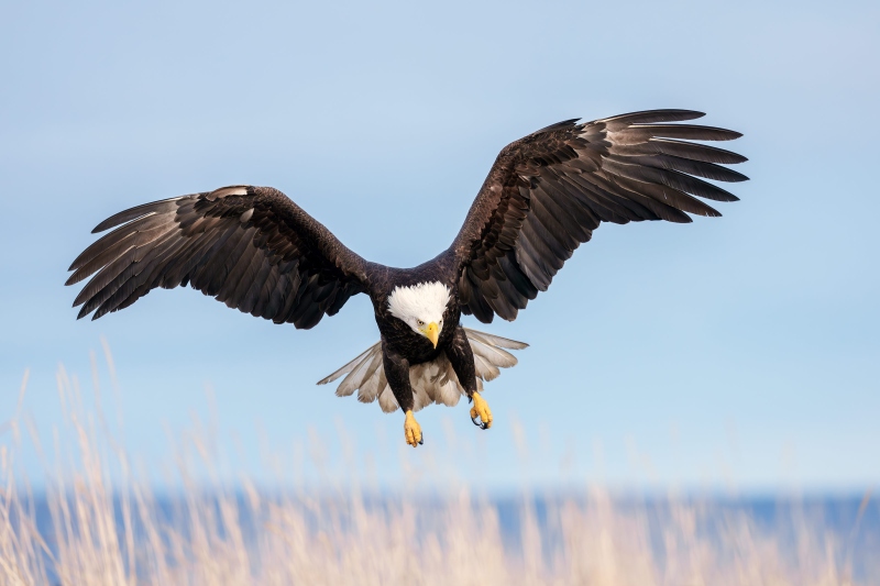 Bald-Eagle-3200-incoming-over-beach-grasses-_DSC2808-Homer-AK-Enhanced-NR