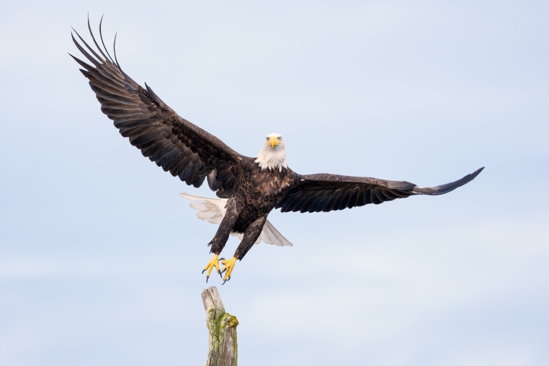 Bald-Eagle-3200-jumping-of-perch-_DSC4043-Homer-AK-Enhanced-NR