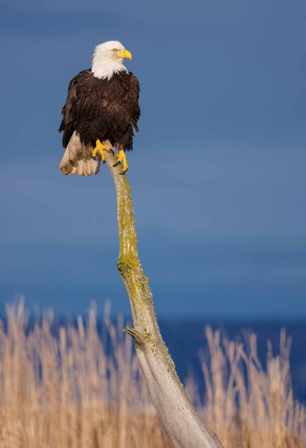 Bald-Eagle-3200-on-perch-in-sun-_DSC4796-Homer-AK-Enhanced-NR