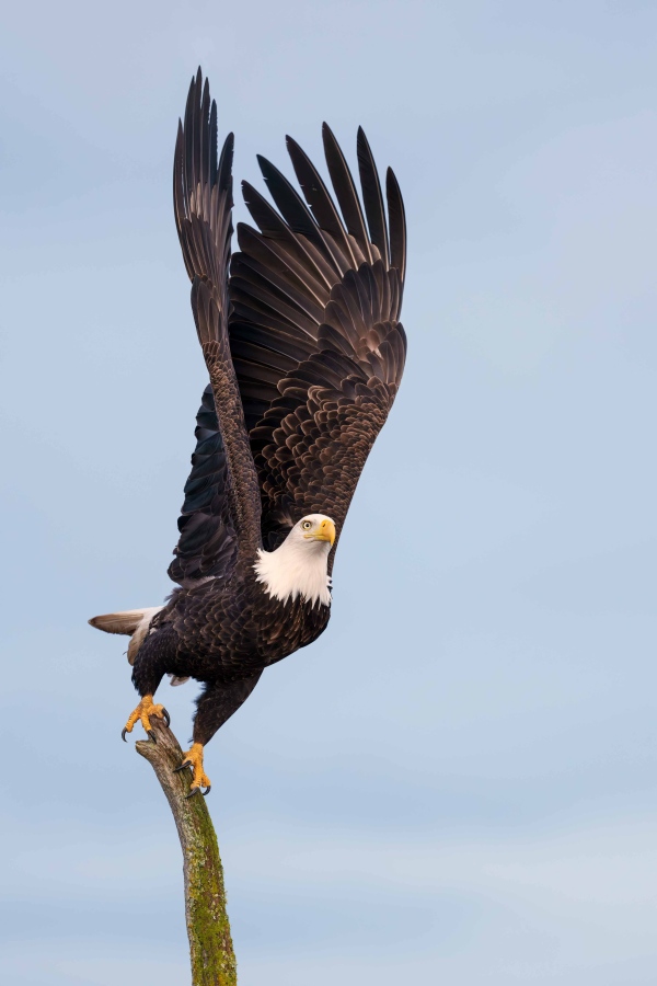 Bald-Eagle-3200-taking-flight-wings-fully-raised-_DSC2351-Homer-AK-Enhanced-NR