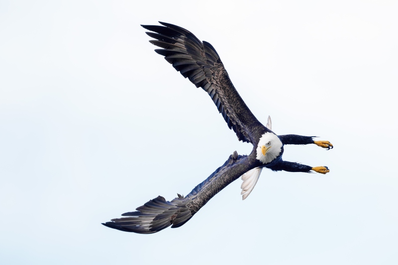 Bald-Eagle-3200-turning-in-flight-against-fog-bank-BKGR-_DSC3029-Homer-AK-Enhanced-NR