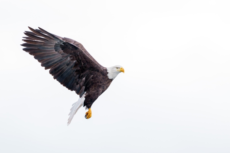 Bald-Eagle-3200-white-fog-BKGR-_DSC1197-Homer-AK-Enhanced-NR