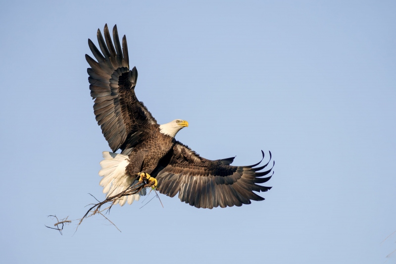 Bald-Eagle-3200-with-nesting-material-_DSC5839-Indian-Lake-Estates-FL-33855-Enhanced-NR