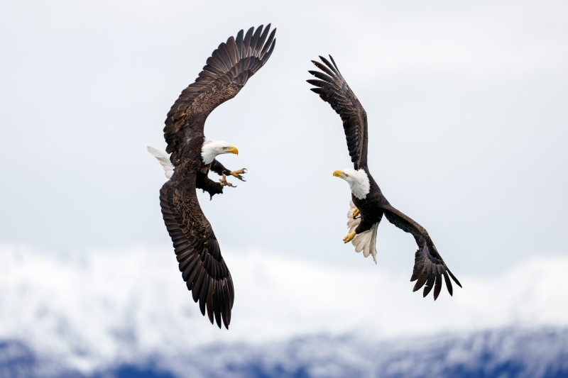 Bald-Eagle-3200A-midair-confrontation-_DSC1557-Homer-AK-Enhanced-NR