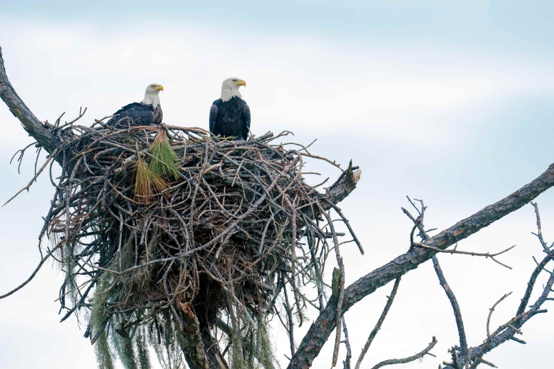 Bald-Eagles-3200-at-the-2024-on-the-day-Helene-passed-by-_DSC7540-Indian-Lake-Estates-FL-33855-Enhanced-NR