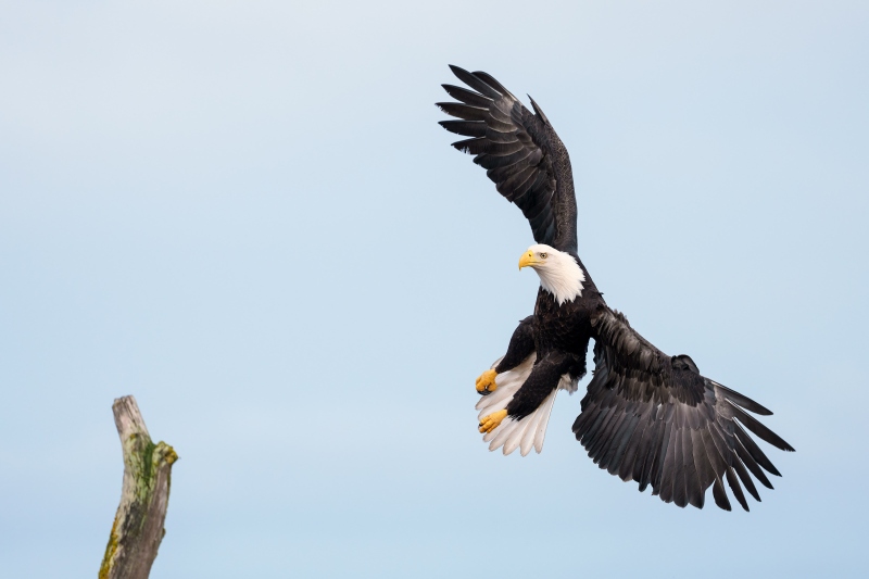 Bald.-Eagle-3200-on-final-approach-_DSC2860-Homer-AK