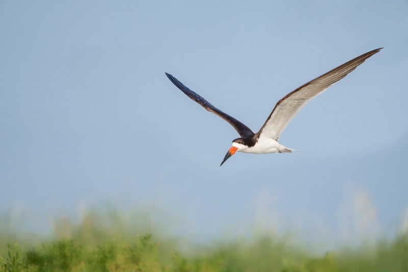 Black-Skimmer-3200-adult-in-flight-over-beach-grasses-GG-_DSC8432-Enhanced-NR