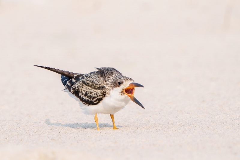 Black-Skimmer-3200-chick-GG-_A1G5839-Enhanced-NR