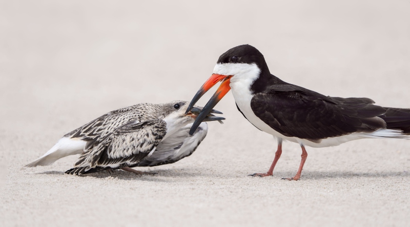 Black-Skimmer-3200-feeding-striped-killifish-to-chick-GG-_A1G6914-Enhanced-NR