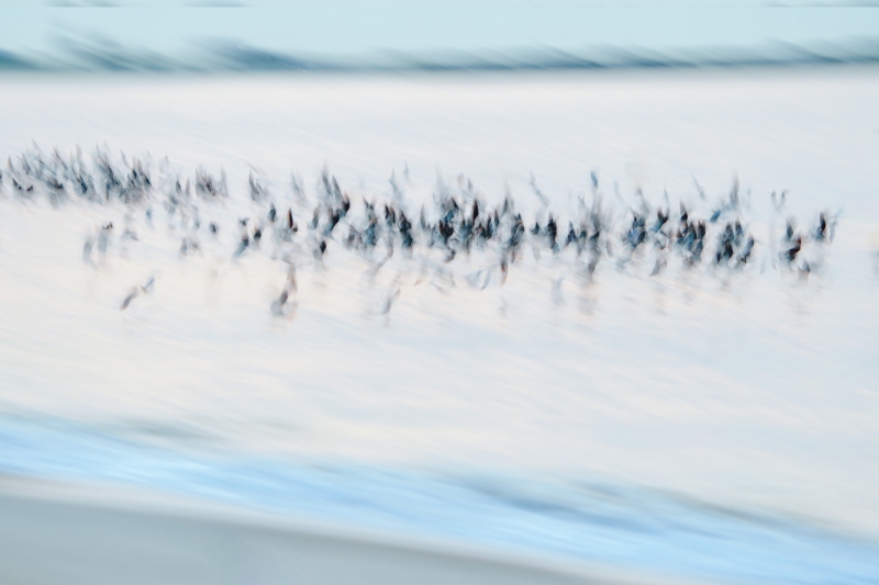 Black-Skimmer-3200-flock-blur-GG-_A1G2823-Enhanced-NR