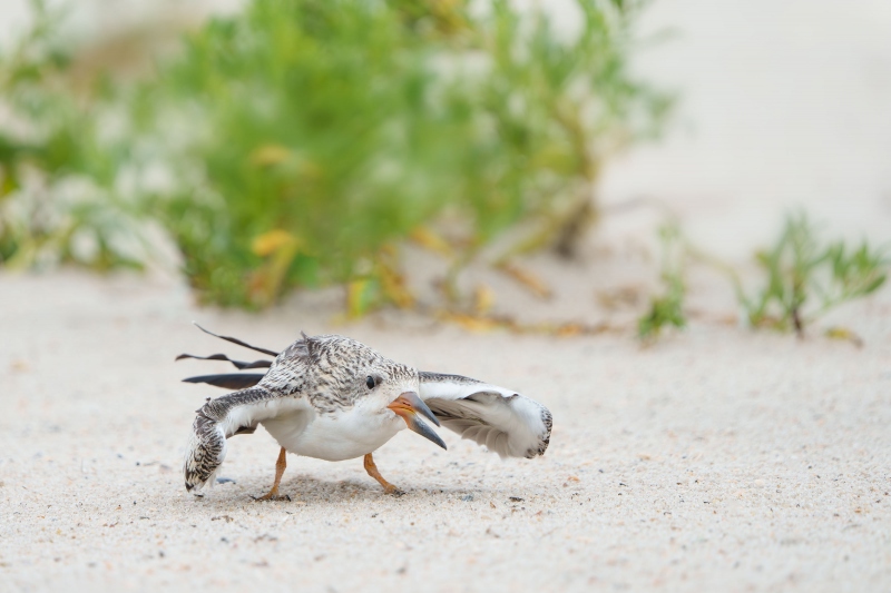 Black-Skimmer-3200-large-chick-begging-GG-image-_A1G6467-Enhanced-NR