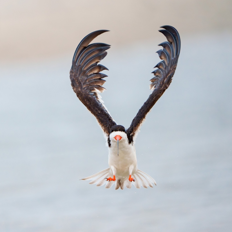 Black-Skimmer-3200-liftoff-footisie-_A1G3697-Enhanced-NR