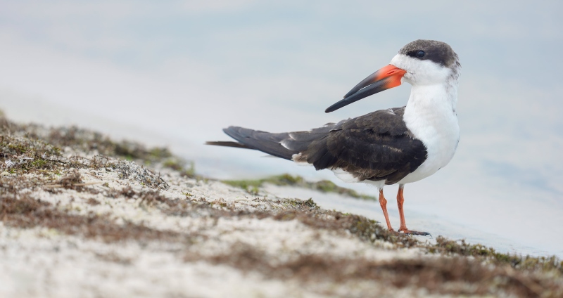 Black-Skimmer-3200-worn-1st-winter-plumage-_DSC2280-Indian-Lake-Estates-FL-Enhanced-NR